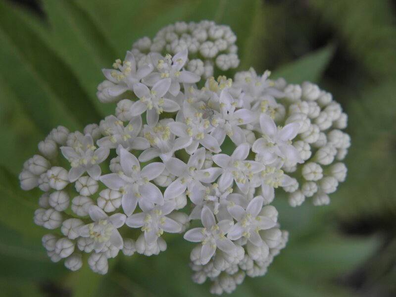 cluster of white flowers