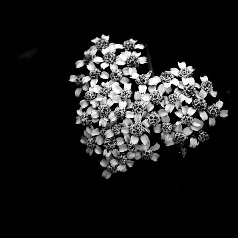 Cluster of White Flowers — Black