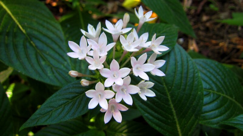 Cluster of White Flowers — Calm