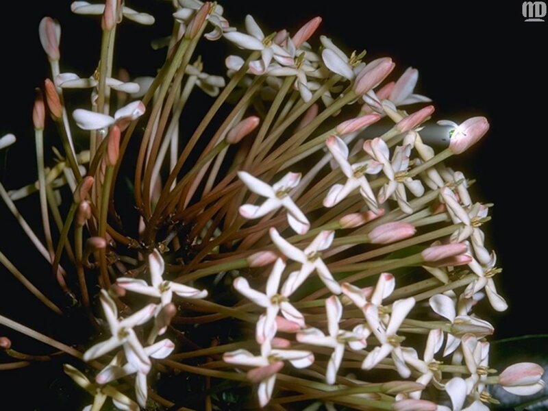 Cluster of White Flowers — Dramatic
