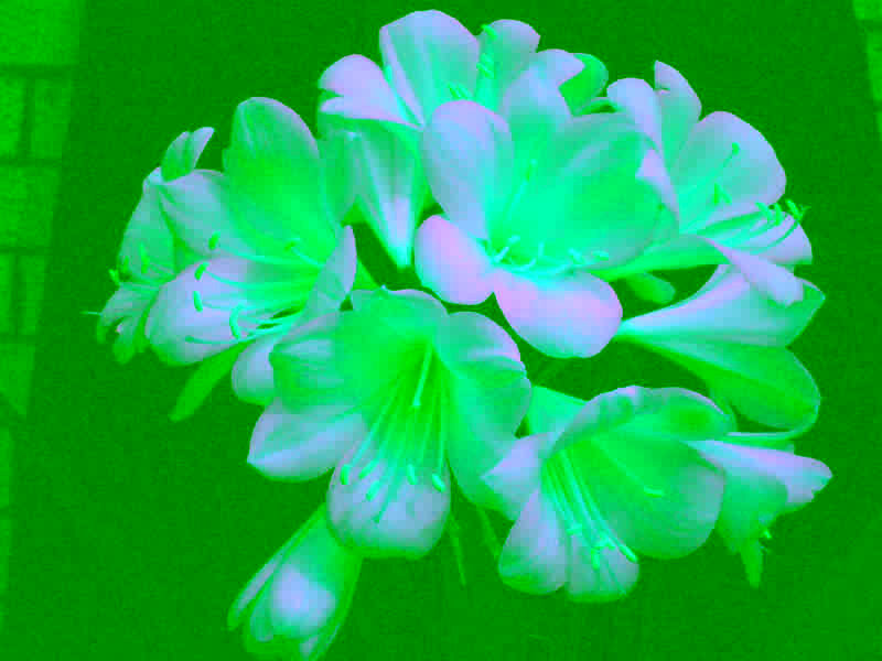Cluster of White Flowers — Green