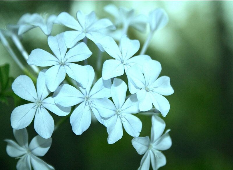 Cluster of White Flowers — Serene