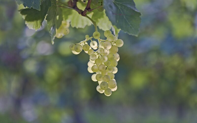 Cluster of White Grapes — Green, Serene
