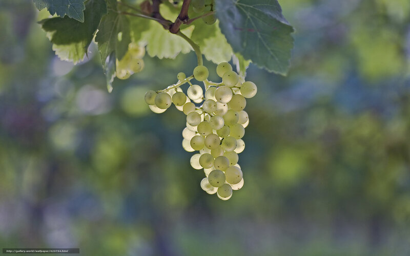 Cluster of White Grapes — Green
