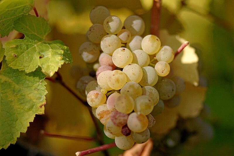 cluster of white grapes on vine