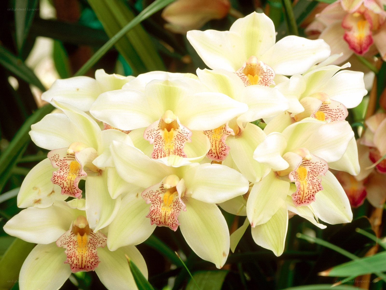 cluster of white orchids