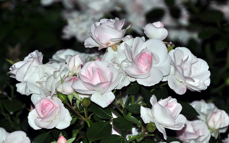 cluster of white roses