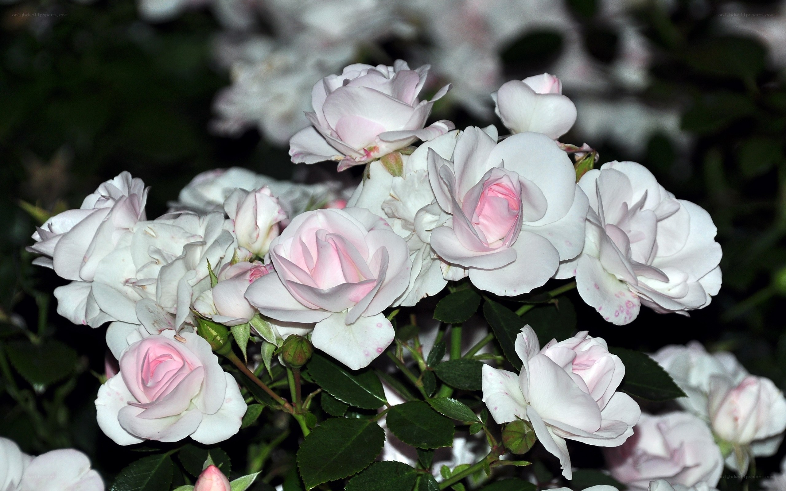 cluster of white roses