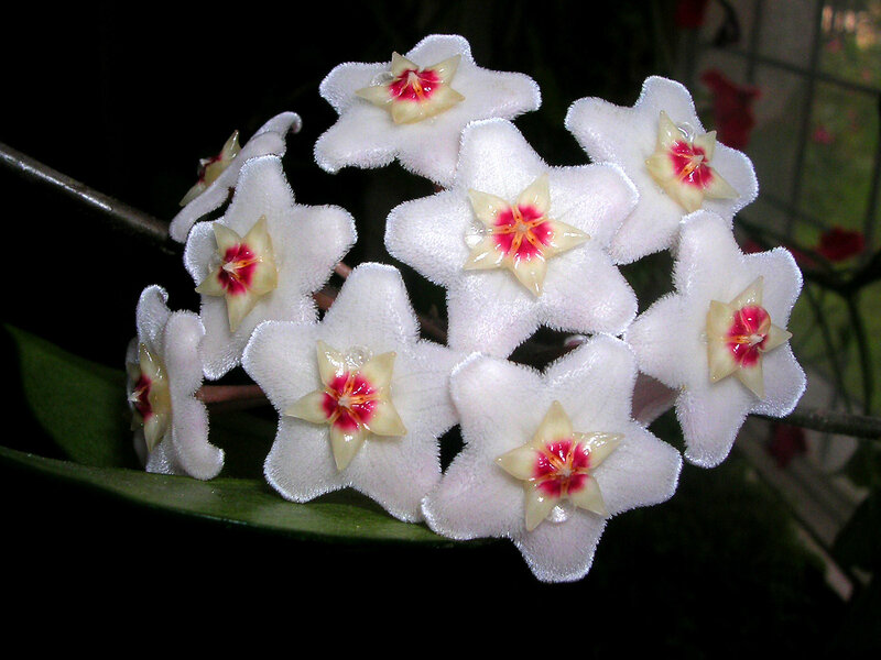 cluster of white star-shaped flowers