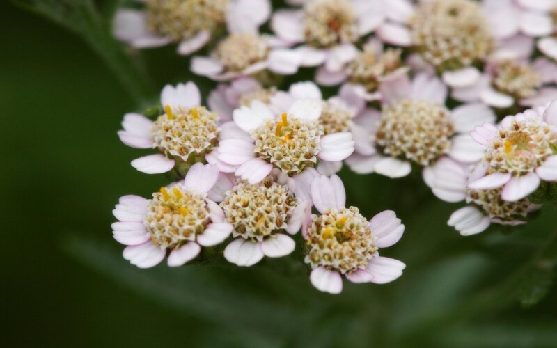 Cluster of Yarrow Flowers
