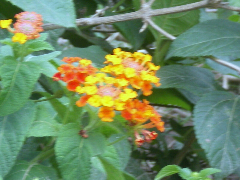 cluster of yellow and orange flowers