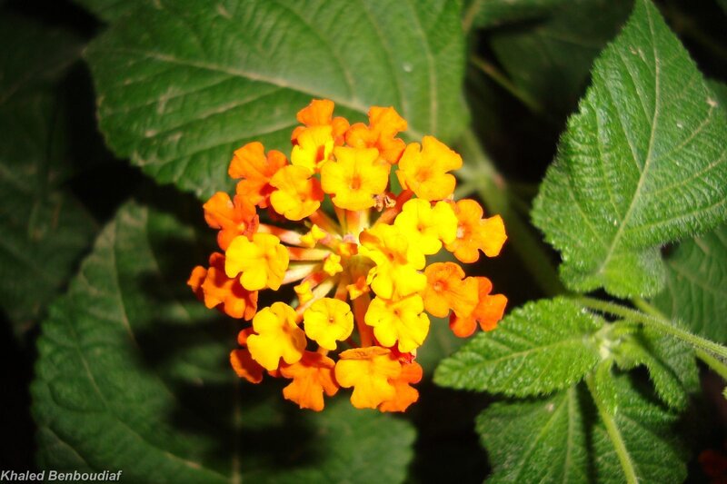 cluster of yellow and orange flowers