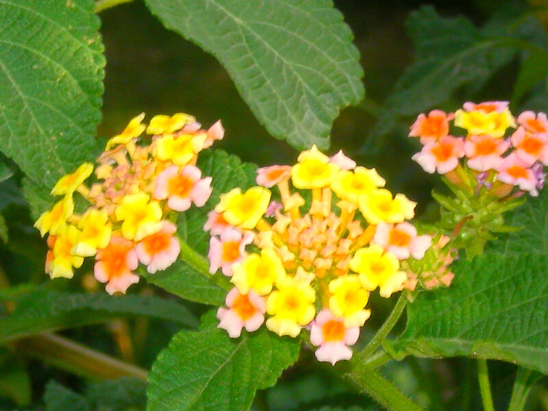 cluster of yellow and pink flowers