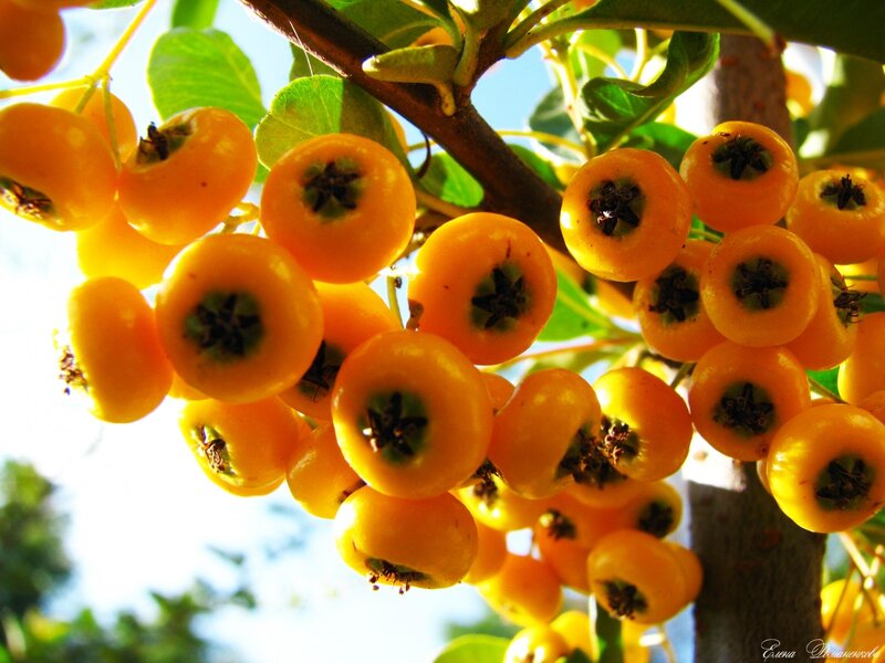 cluster of yellow berries on a branch