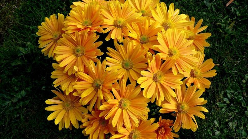 Cluster of Yellow Daisies — Calm