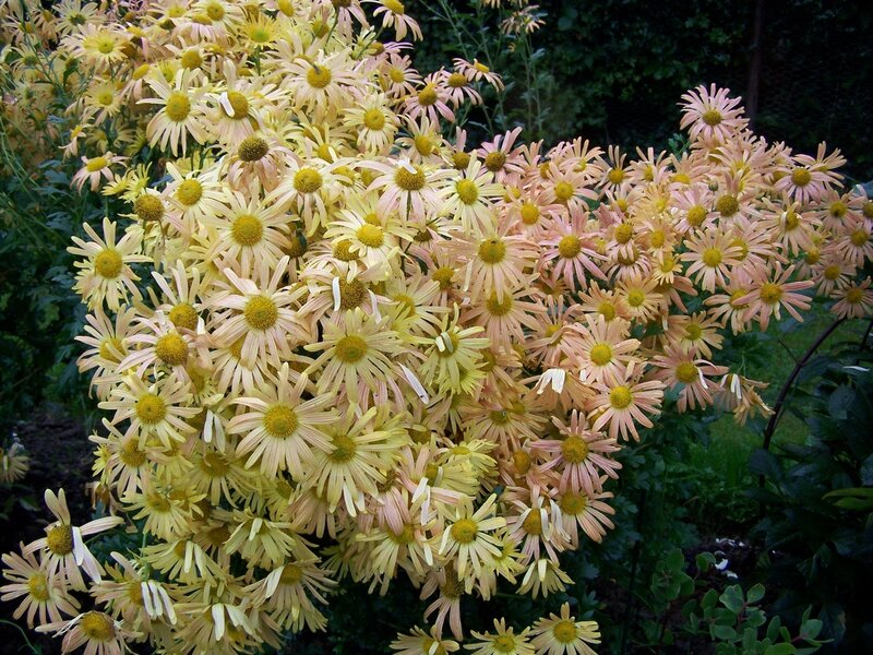 cluster of yellow daisies