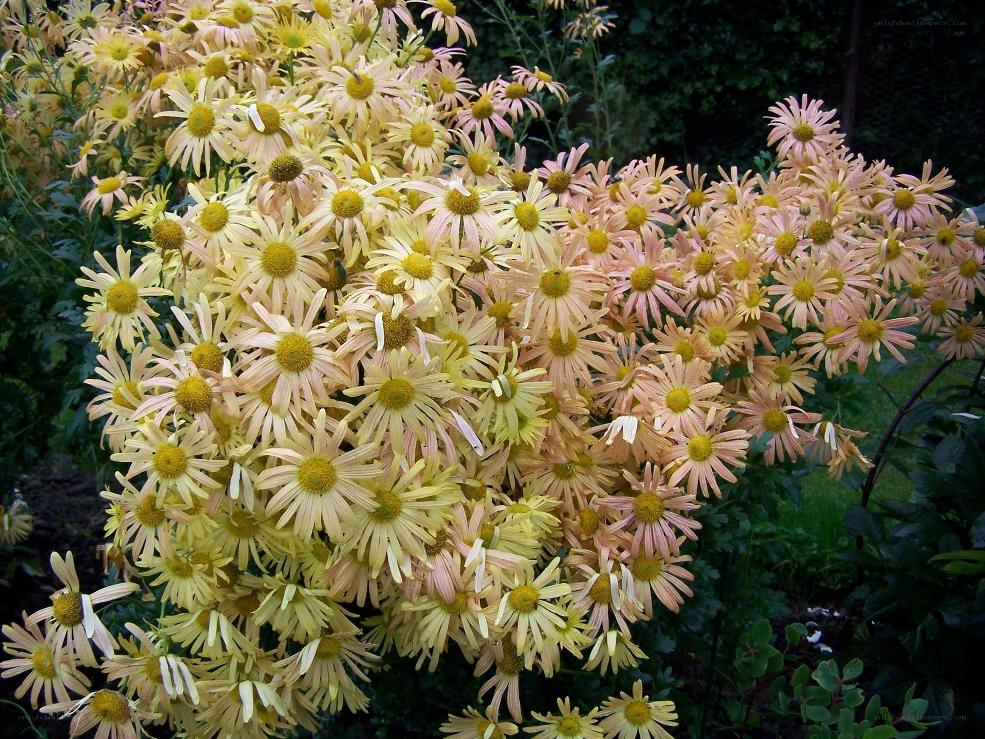 cluster of yellow daisies
