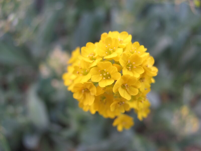 cluster of yellow flowers