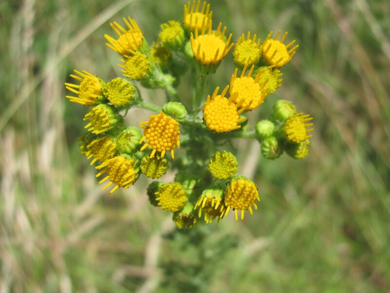 cluster of yellow flowers