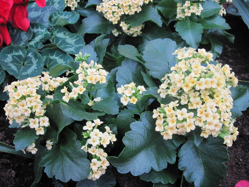 Cluster of Yellow Flowers — Calm, Photograph