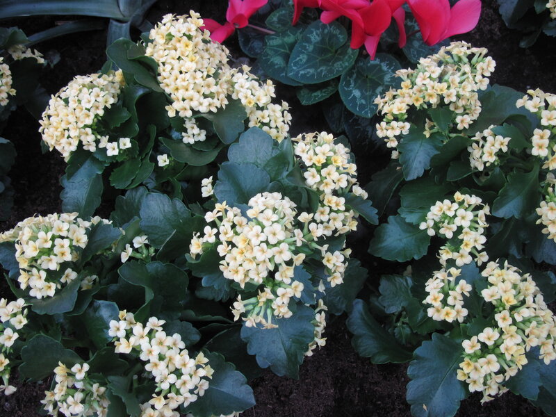Cluster of Yellow Flowers — Calm