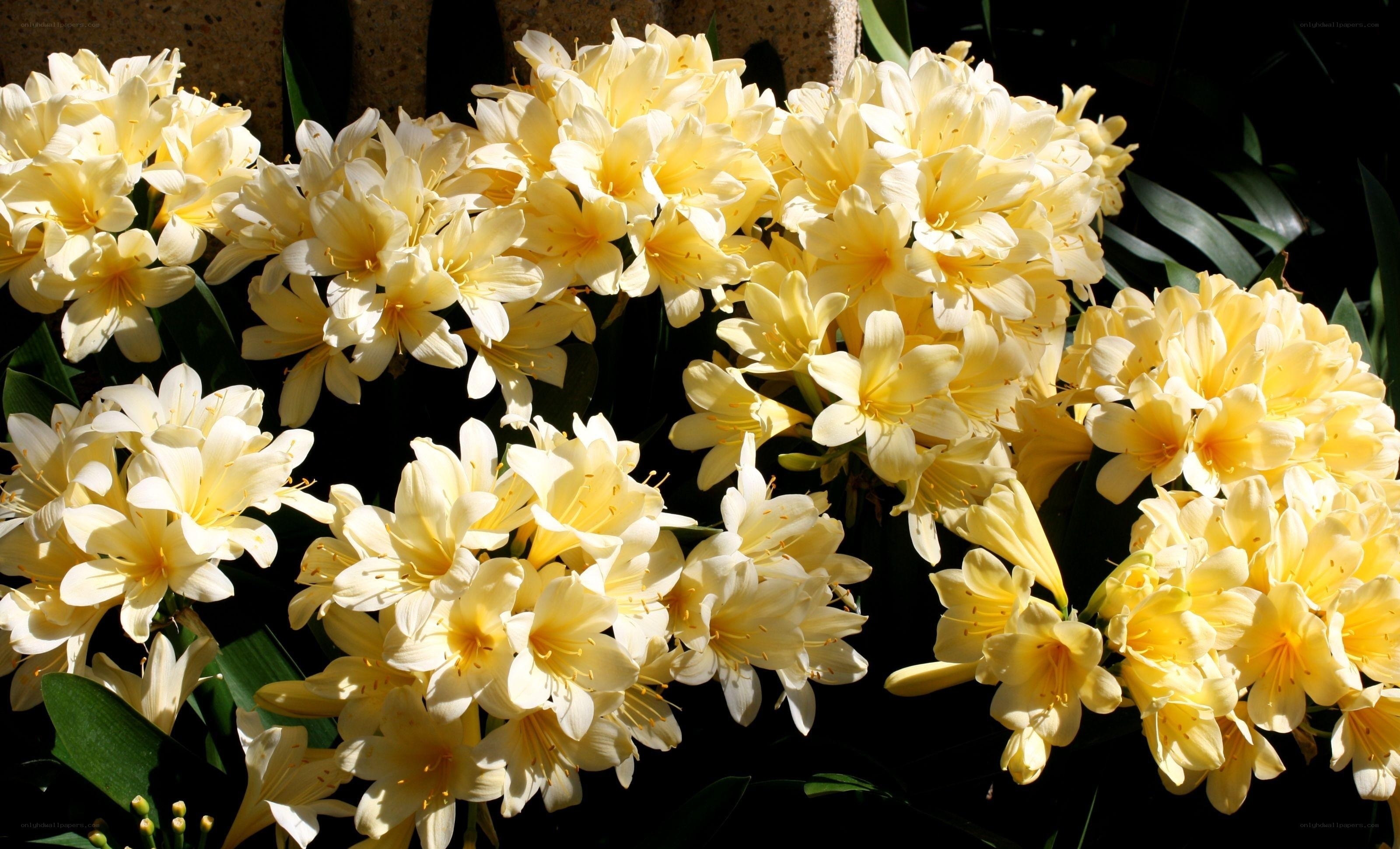 cluster of yellow flowers