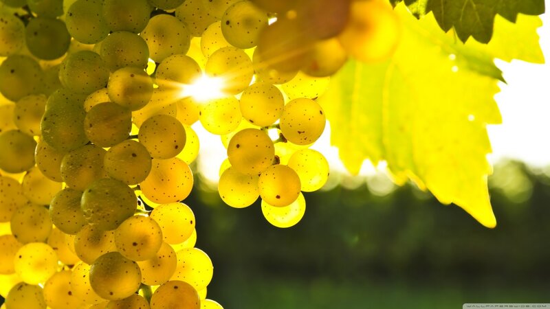 Cluster of Yellow Grapes — Bright