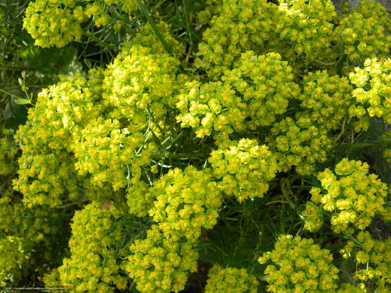 Cluster of yellow-green flowers