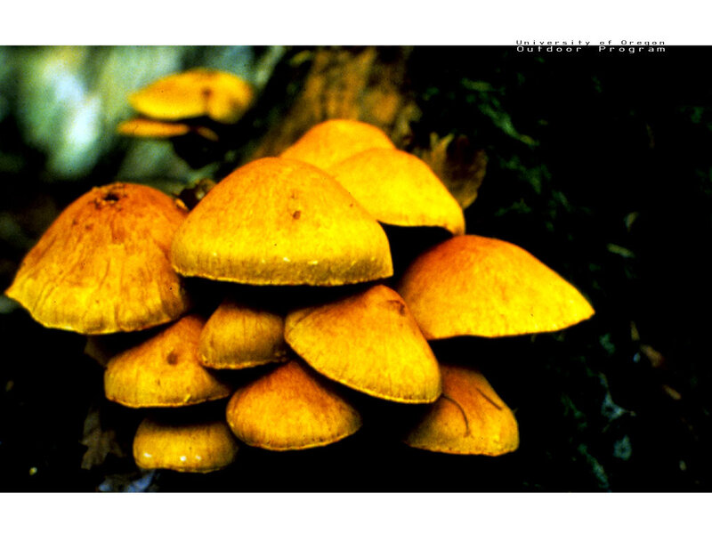 cluster of yellow mushrooms