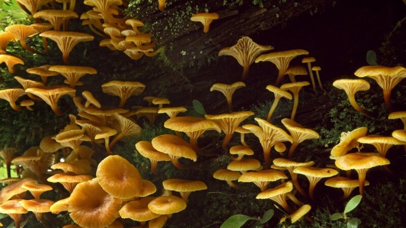 cluster of yellow mushrooms