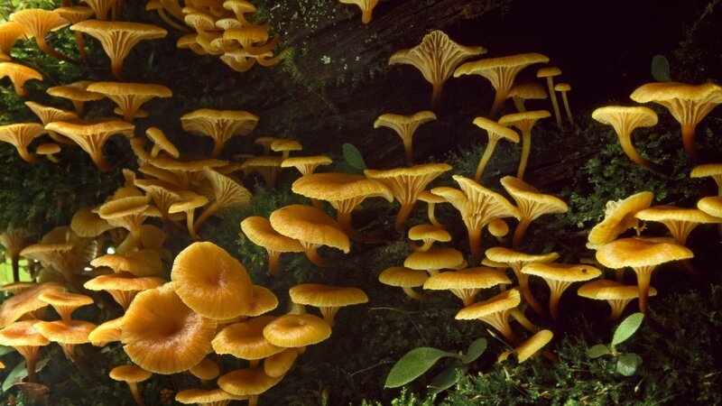 cluster of yellow mushrooms