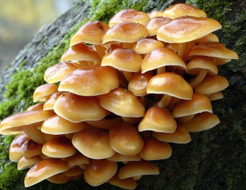cluster of yellow mushrooms