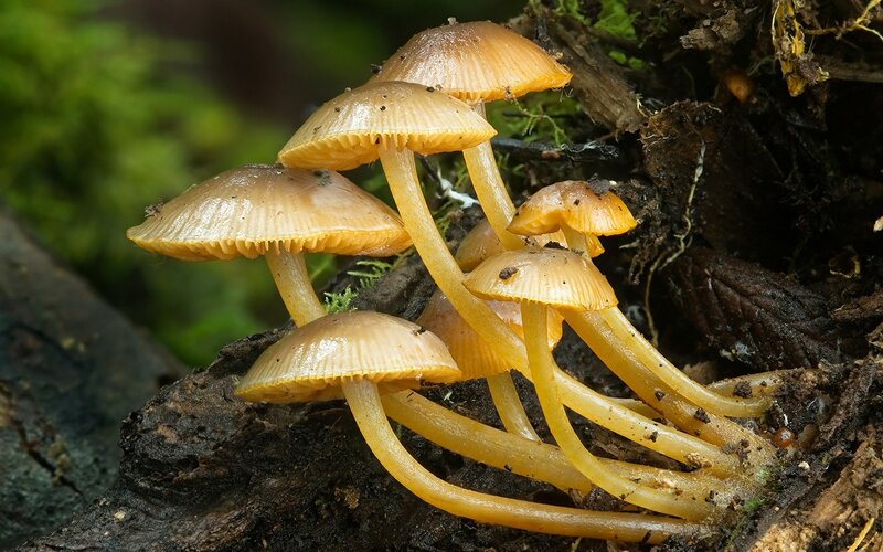 cluster of yellow mushrooms