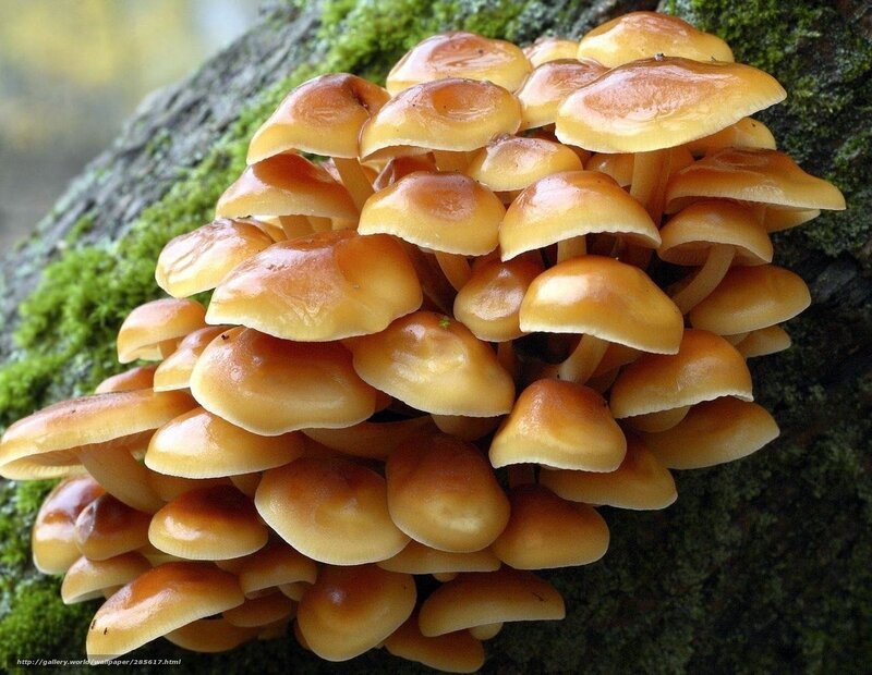 cluster of yellow mushrooms