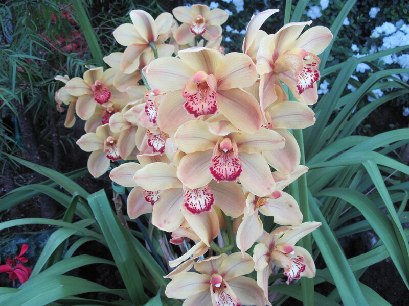 Cluster of Yellow Orchids