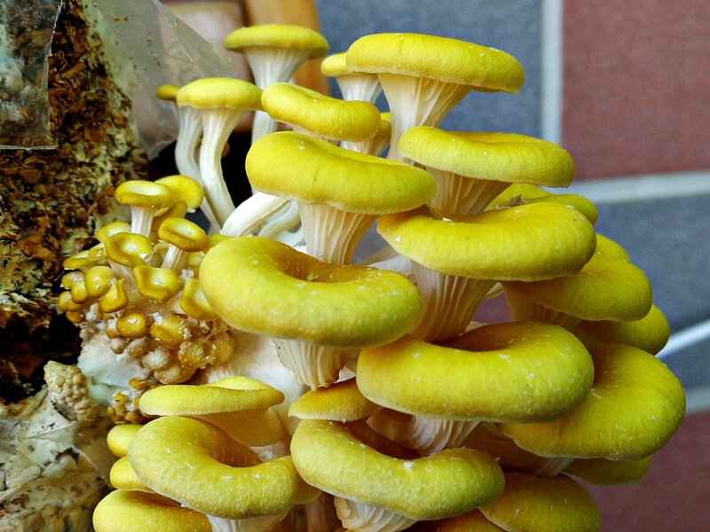 cluster of yellow oyster mushrooms