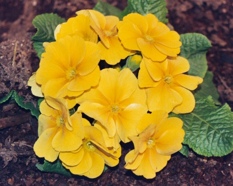 cluster of yellow primroses