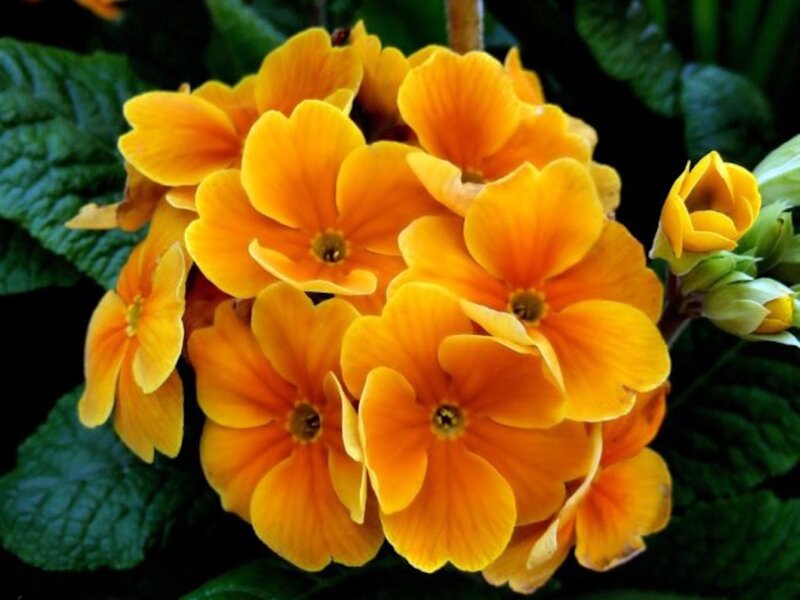Cluster of Yellow Primroses — Natural