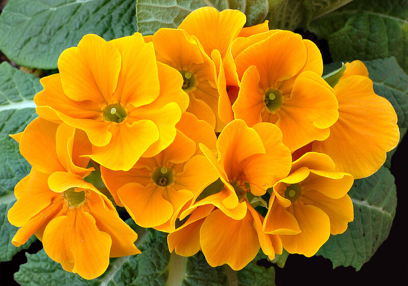 Cluster of Yellow Primroses — Vibrant