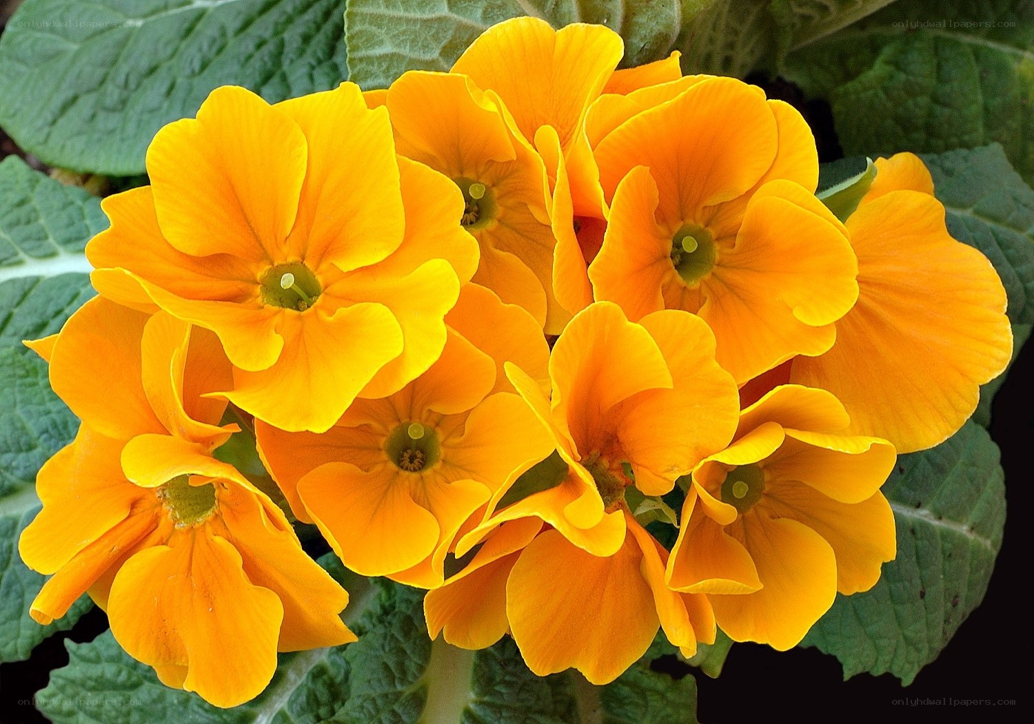 cluster of yellow primroses