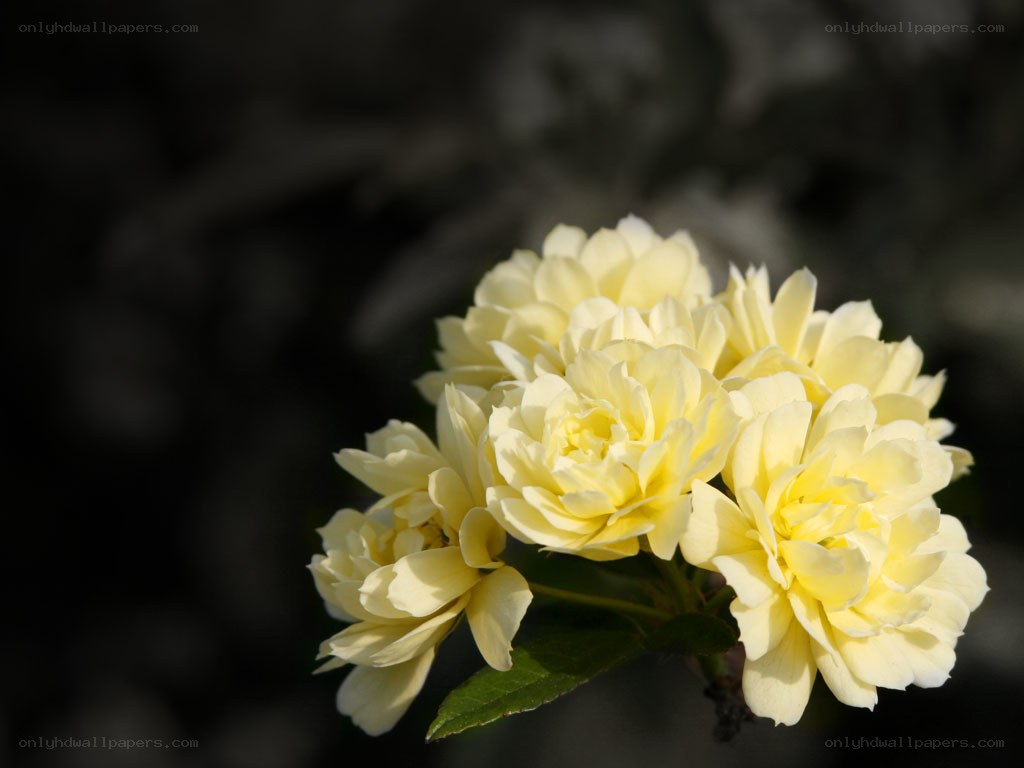 cluster of yellow roses
