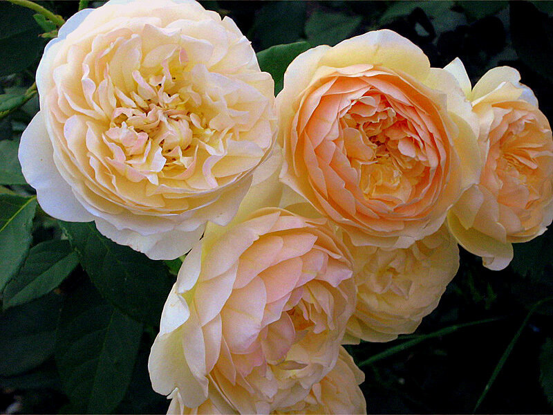 cluster of yellow roses