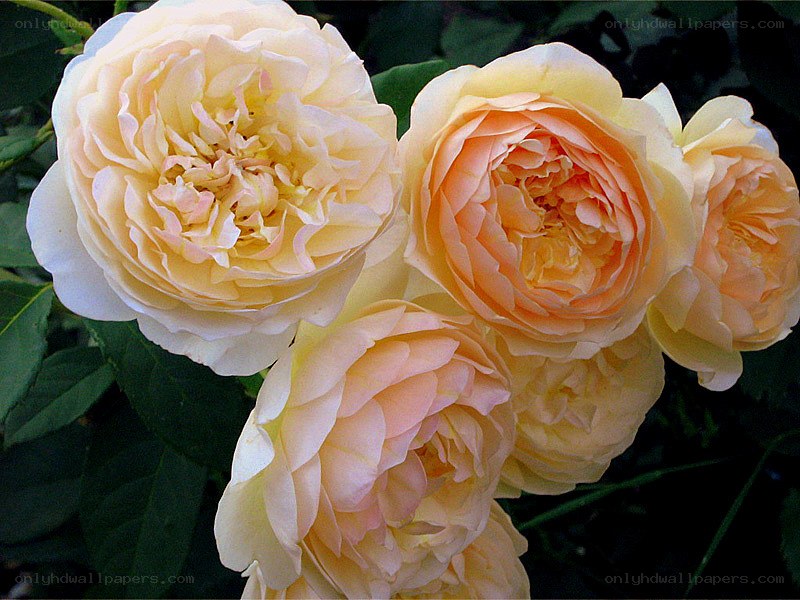 cluster of yellow roses