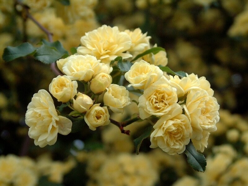 Cluster of Yellow Roses — Calm