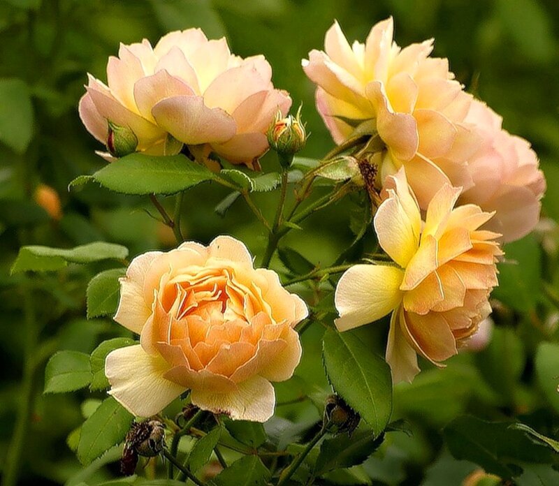 Cluster of Yellow Roses — Serene, Summer