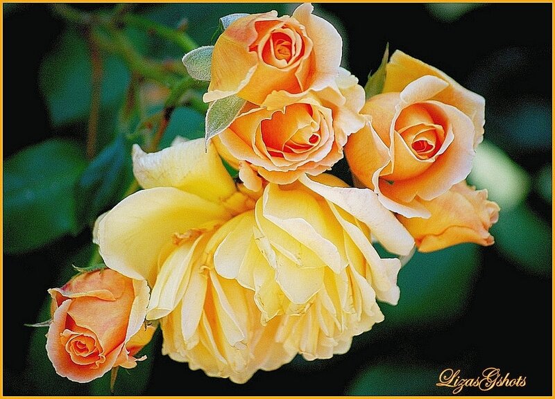 Cluster of Yellow Roses — Serene