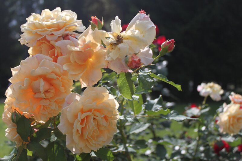 cluster of yellow roses