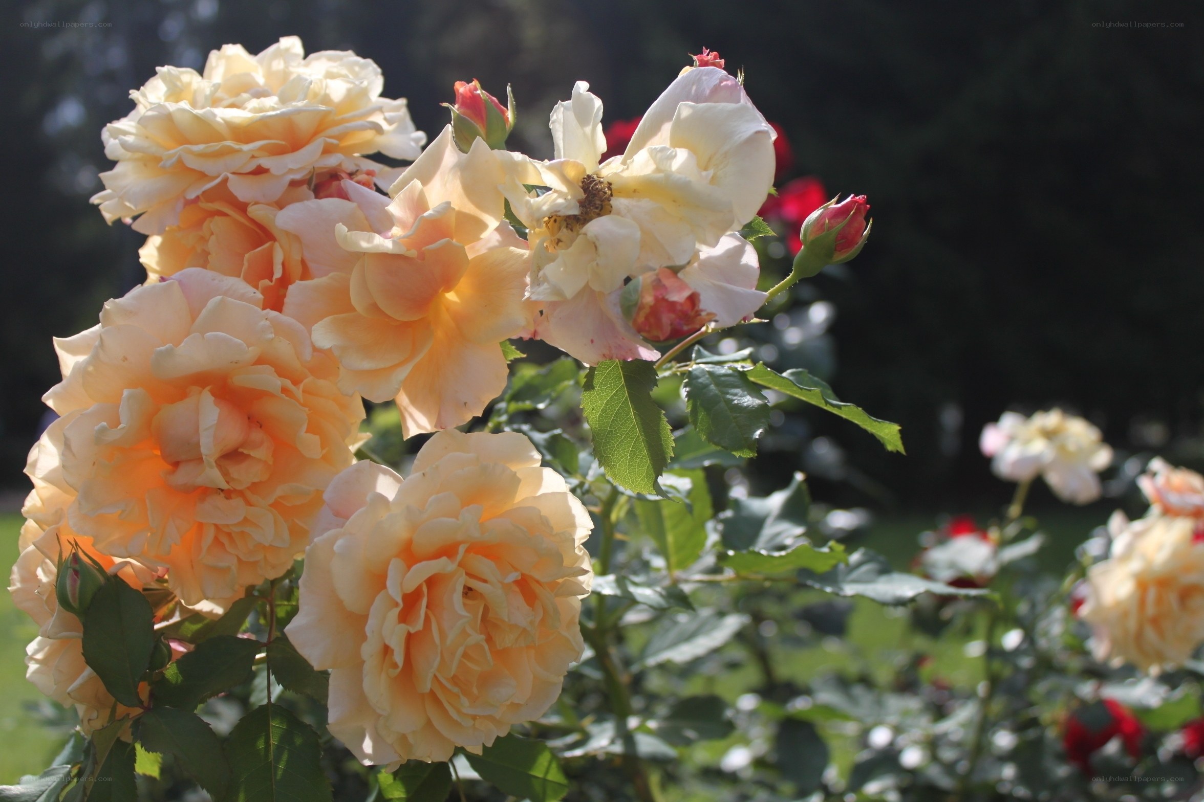 cluster of yellow roses