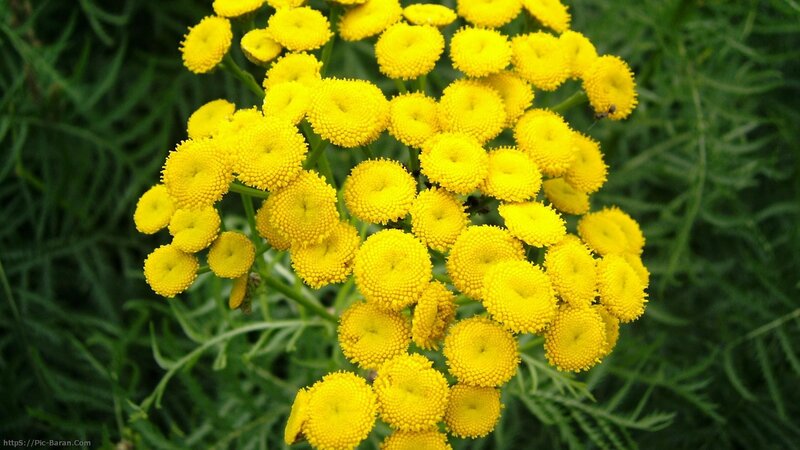 cluster of yellow tansy flowers