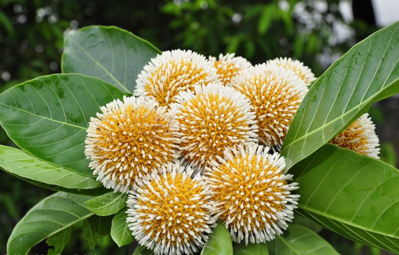 Cluster of Yellow-white Flowers